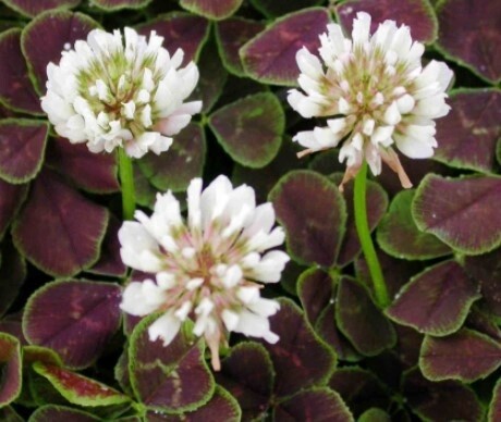 Clover Dark Dancer 4&quot;