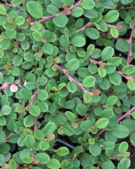 Cotoneaster Streibs Find. 4&quot;