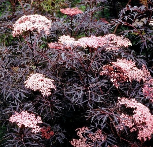 Elderberry Black Lace 2 gal