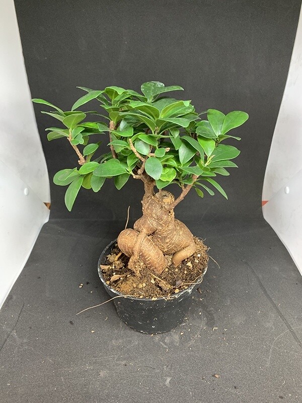 Bonsai Ficus Ginseng 6"