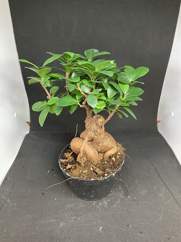 Bonsai Ficus Ginseng 5"
