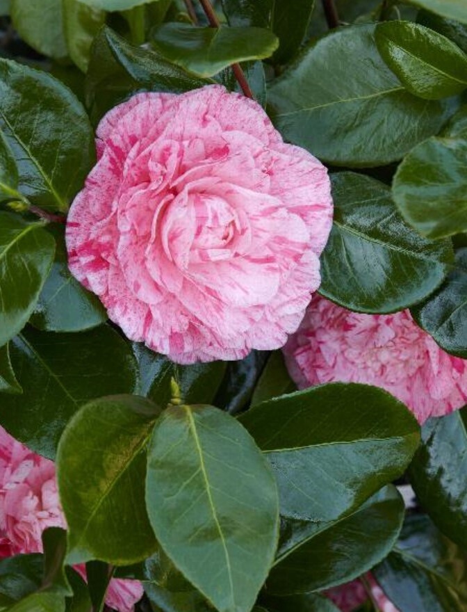 Camellia Sunburst 5 gal