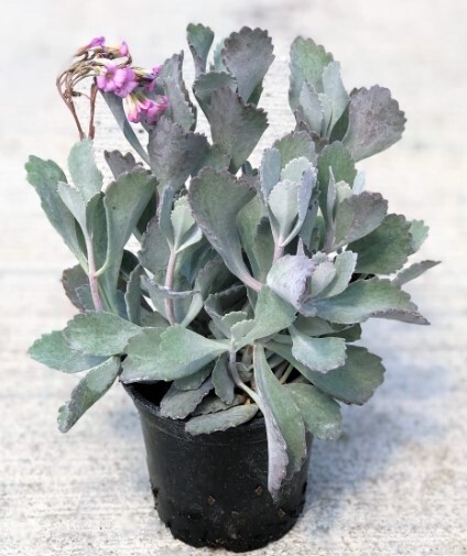 Kalanchoe Silver strand 4&quot;
