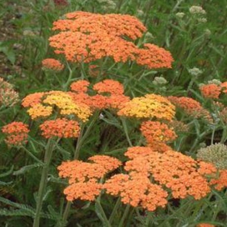 Yarrow Terracotta 1 gal