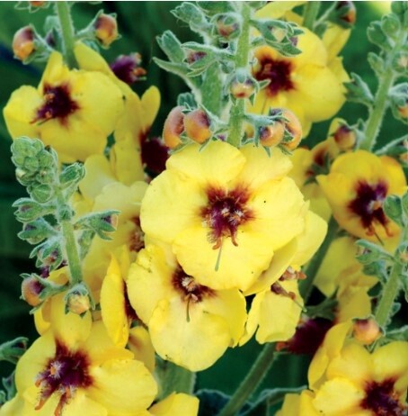 Verbascum Gold Nug 1 gal