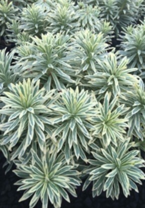 Euphorbia Silver Swan 1 gal