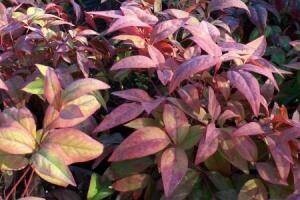 Nandina Firepower 1 gal