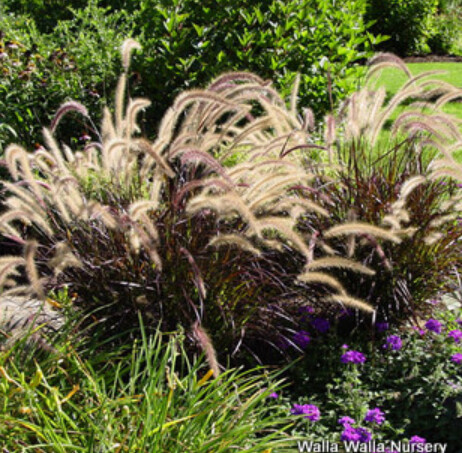 Fountain Grass Purple 4"