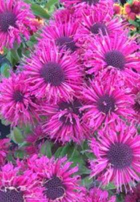 Monarda Pink Lace 1 gal