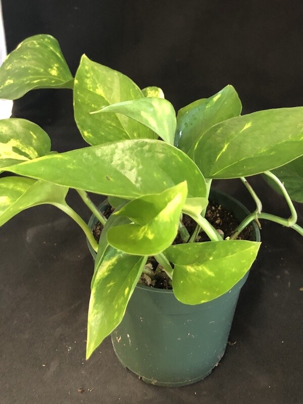 Pothos Golden 4"