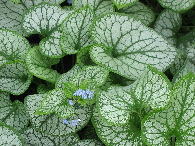 Brunnera Jack Frost 1 gallon