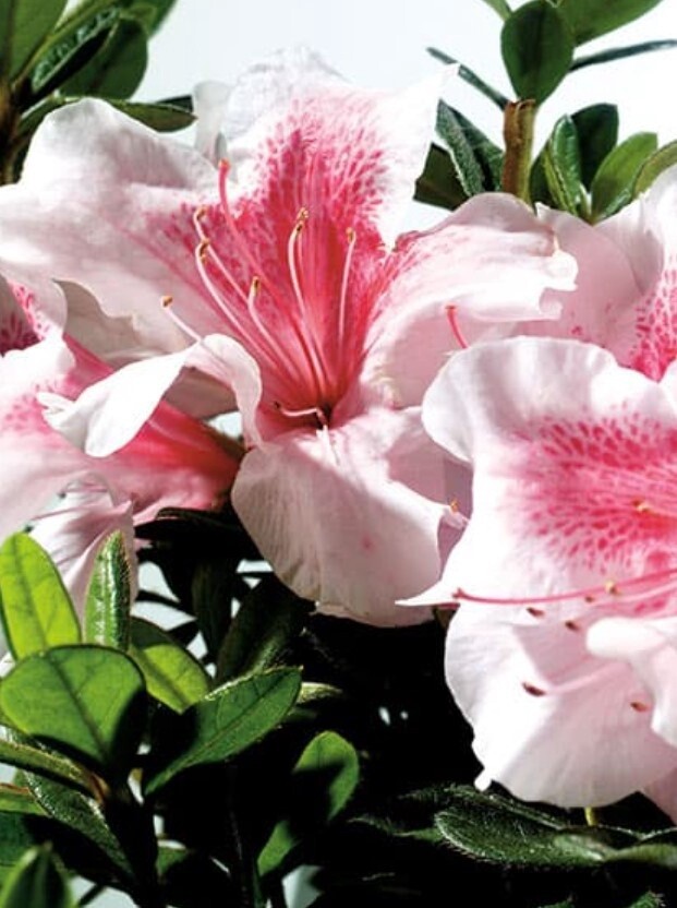 Azalea Autumn Chiffon 1 gal