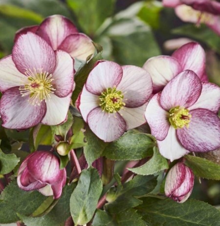 Hellebore Rosado 1 gal