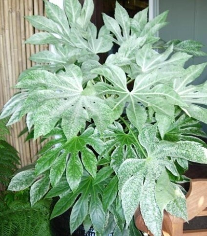 Fatsia japonica &#39;Spider&#39;s Web&#39; 1 gal