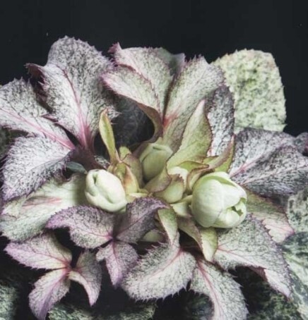 Hellebore Snow fever Qt