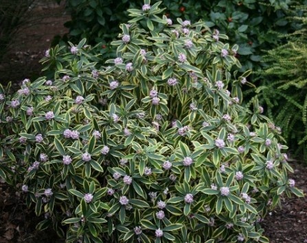Daphne Odora Marianni 1gal