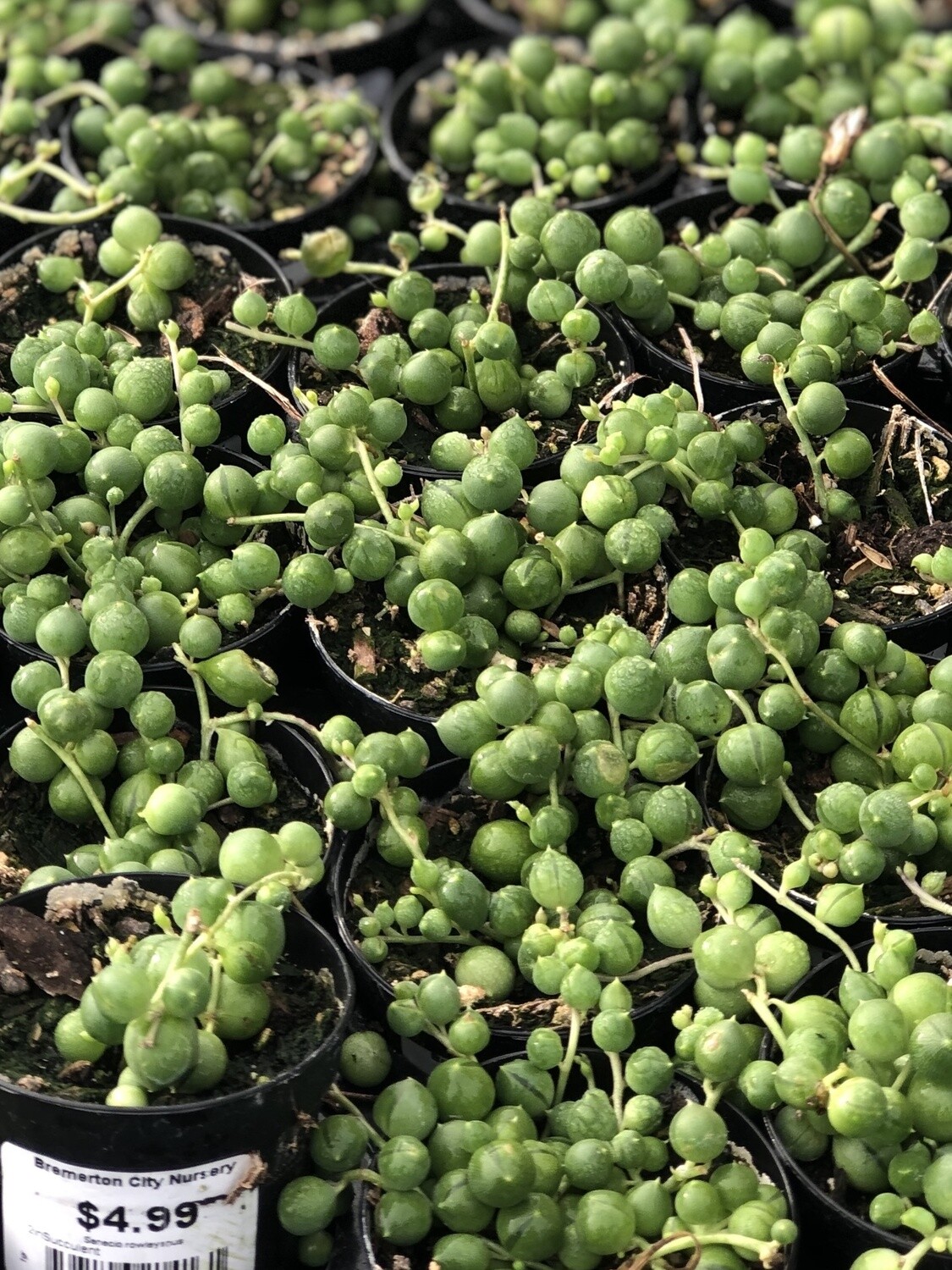 String of Pearls 2"