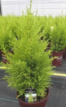 Lemon Cypress Wilma 1 gal