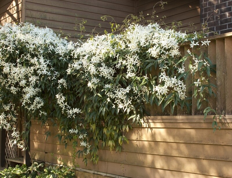 Clematis Armandii  Snowdrift 1 gal