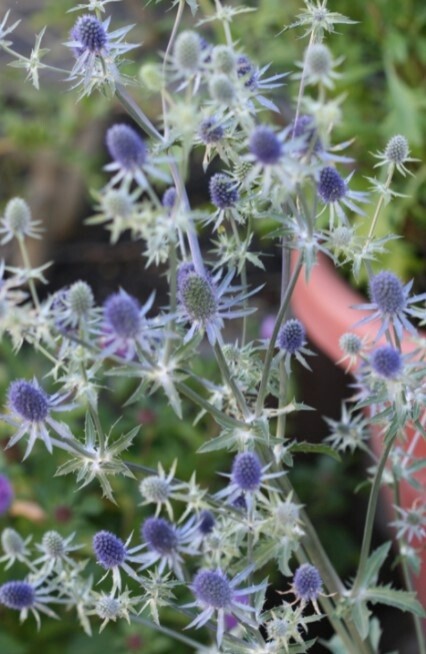 Sea Holly Blue Glitter 1 gal
