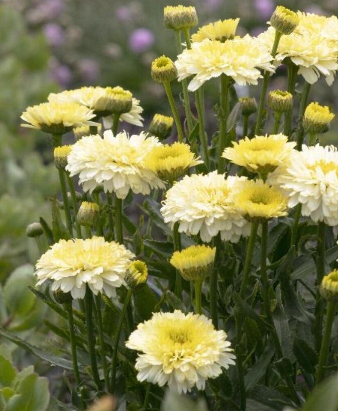 Shasta Daisy Lemon Puff 1 gal