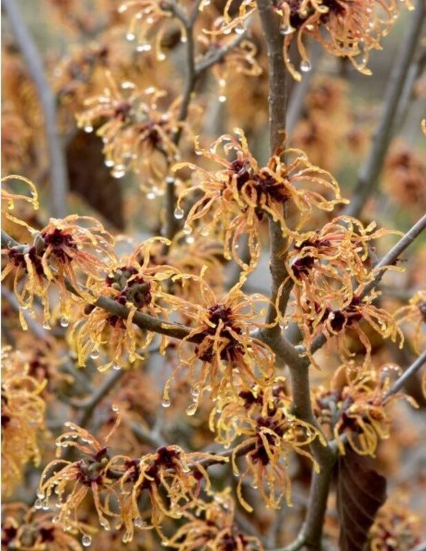 Witch Hazel Jelena 5 gal