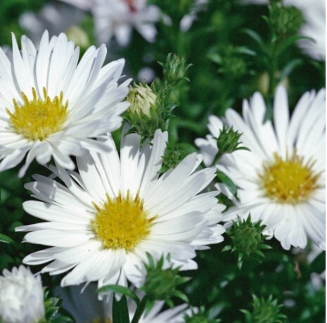 Aster Puff White QT