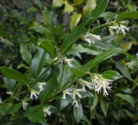 Sarcococca  Rusifolia 1 gal