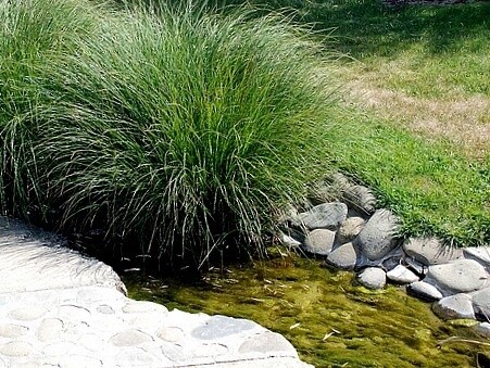 Carex obnupta 1 gal