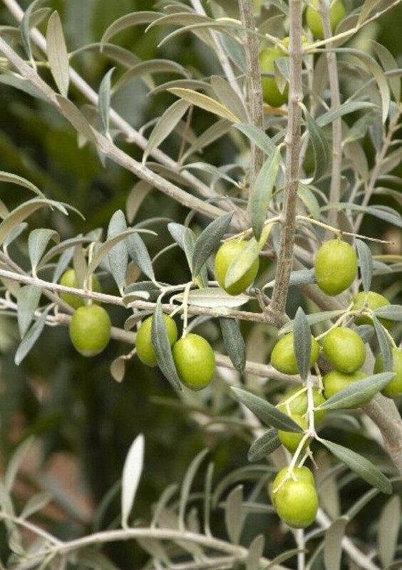 Olive Manzanillo 5 gal