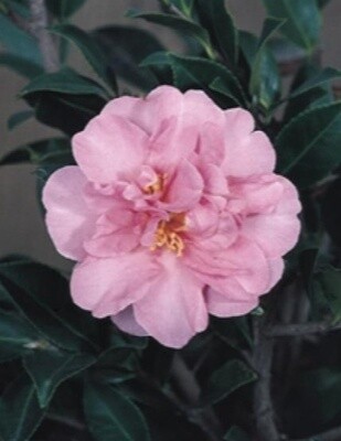 Camellia Showa-no-sakae 5 gal