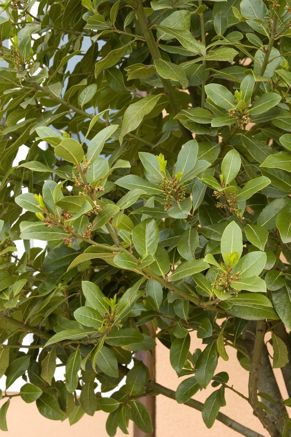 Sweet Bay Laurel Qt