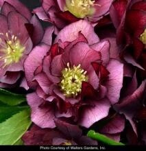 Hellebore True Love 1 gal