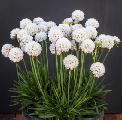 Armeria Dream Clouds QT