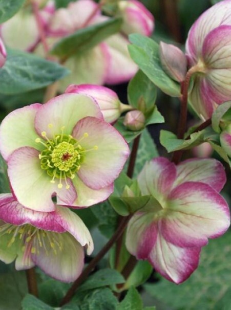 Hellebore Glendas Gloss 2 Gal