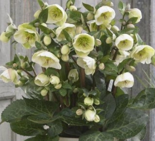 Hellebore Moondance 2 gal