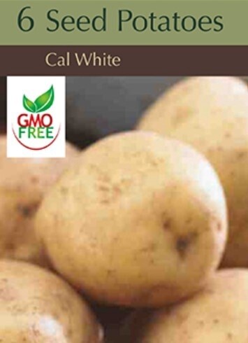 Potato Cal White 1#