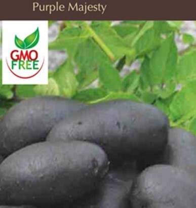 Potato Purple Majesty 1#