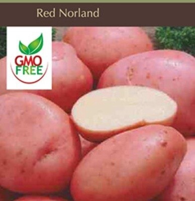 Potato Dark Red Norland 1#