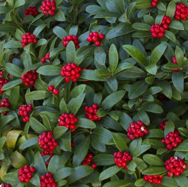 Skimmia Reeves 1 gal