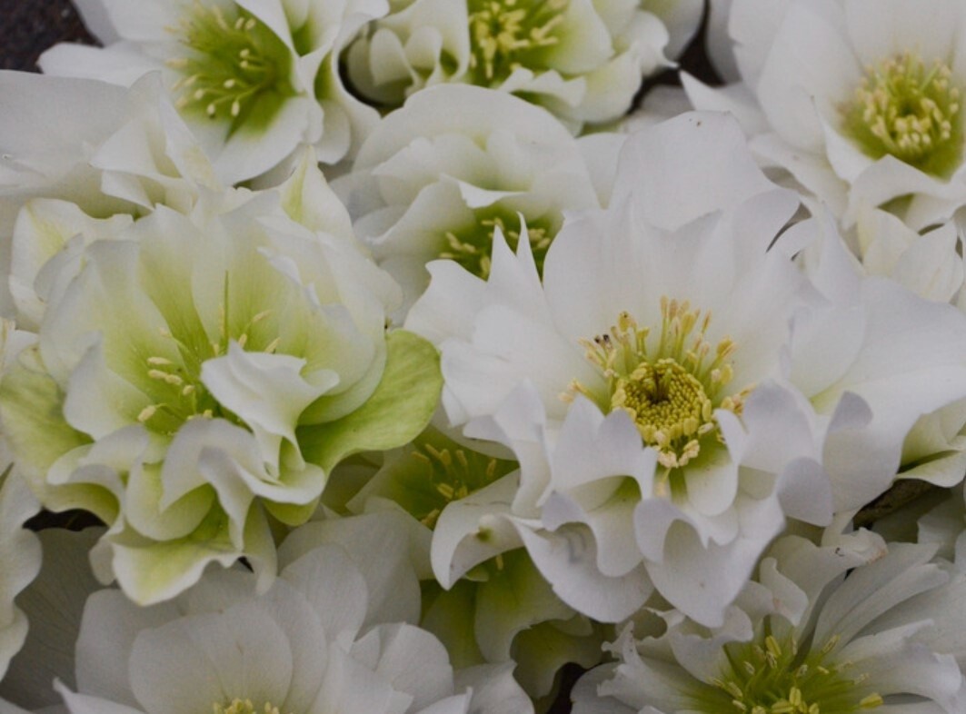 Hellebore Wedding Bells Dbl 1gal