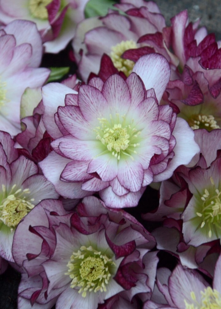 Hellebore blushing Bridesmaid Dbl 1gal