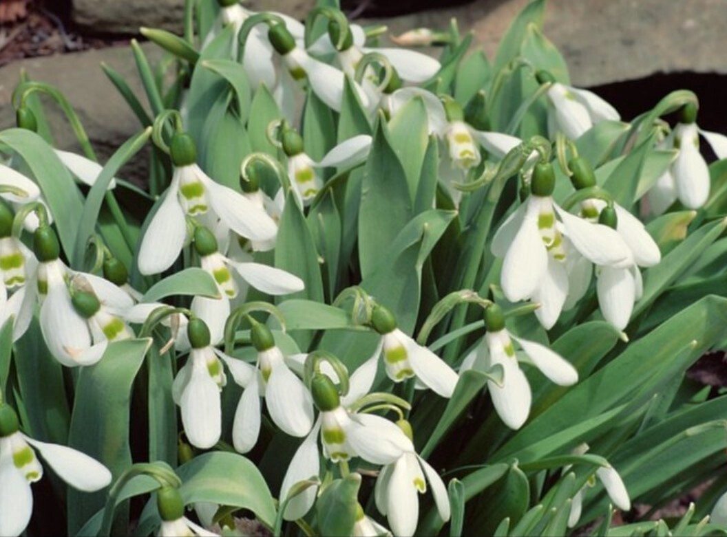 Snowdrops Qt