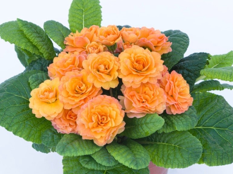 Primrose  Sweet Apricot Qt
