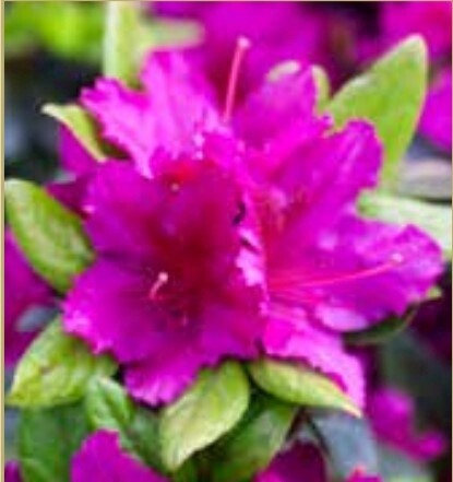 Azalea Girards Fuchsia 1 gal
