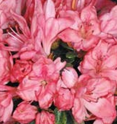 Azalea Karen 1 gal