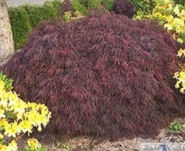 Japanese Maple Crimson Queen #6 24-30"