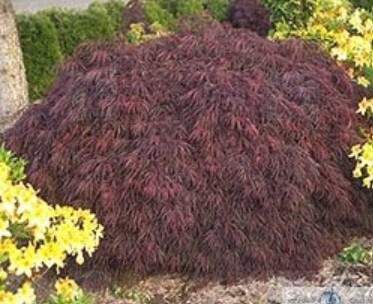 Japanese Maple Crimson Queen #6 24-30&quot;