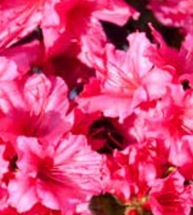 Azalea Girards Rose 1gal