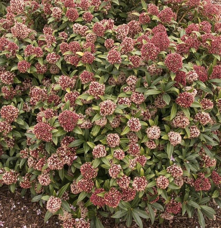 Skimmia Male 3 gal